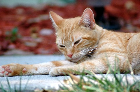 orange cat.jpg